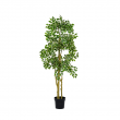 Ficus Benjamina 