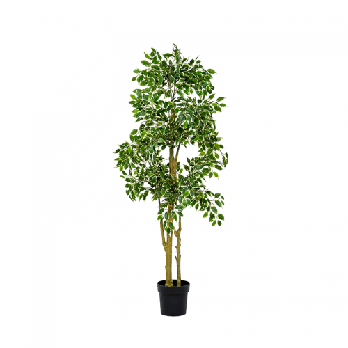 Ficus Benjamina 